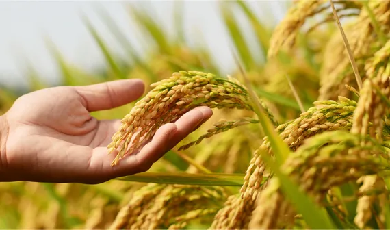 Kestria institute | Innovations in sustainable crop protection: genetics, seeds and biologics